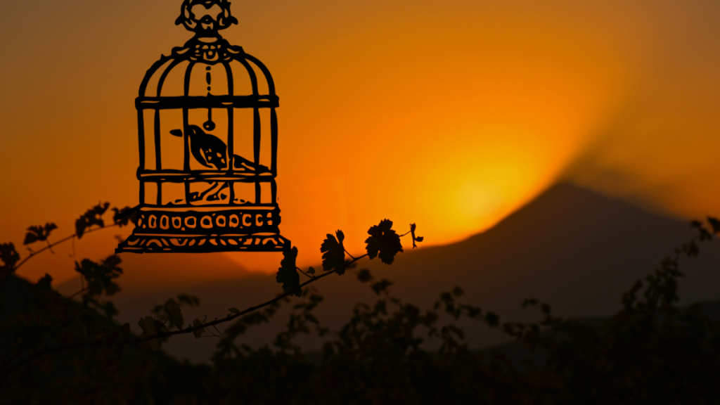 Image of bird in a cage against a setting sun