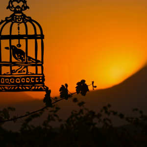 Image Of Bird In A Cage Against A Setting Sun